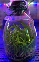 Load image into Gallery viewer, Flask - Cattelya leuddemaniana x sib (concolor Hsinying x tipo #21)   - Species
