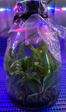 Load image into Gallery viewer, Flask - Cattleya amethystoglossa coerulea x sib (#12 x #1) species
