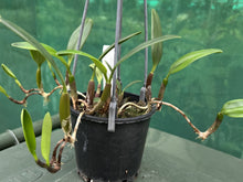 Load image into Gallery viewer, Flowering Size Plant - Bulbophyllum ambrosia -species
