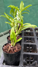Load image into Gallery viewer, Orchid Seedling 50mm Pot size - Dendrobium Green Apple softcane

