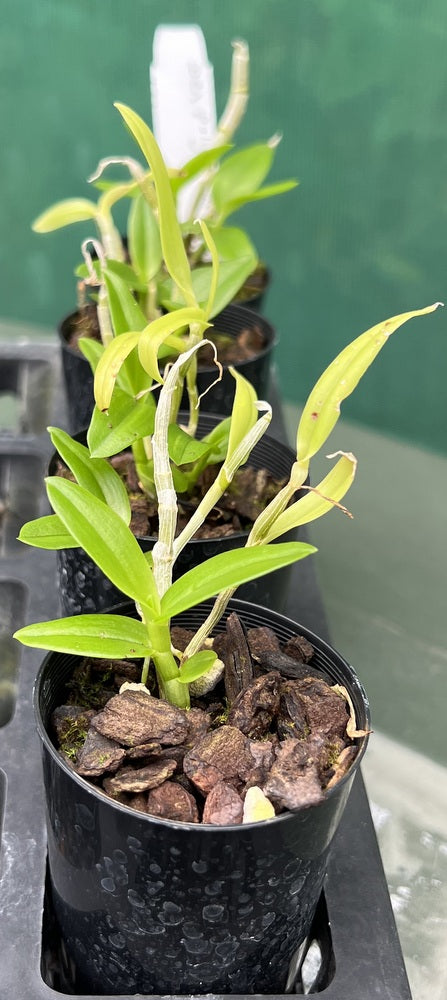 Orchid Seedling 50mm Pot Size - Dendrobium polyanthum x sib - Species