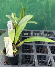 Load image into Gallery viewer, Orchid Seedling  50mm Pot Size - Cattleya Fu Shu Glory x Hsinying Pachi Pachi
