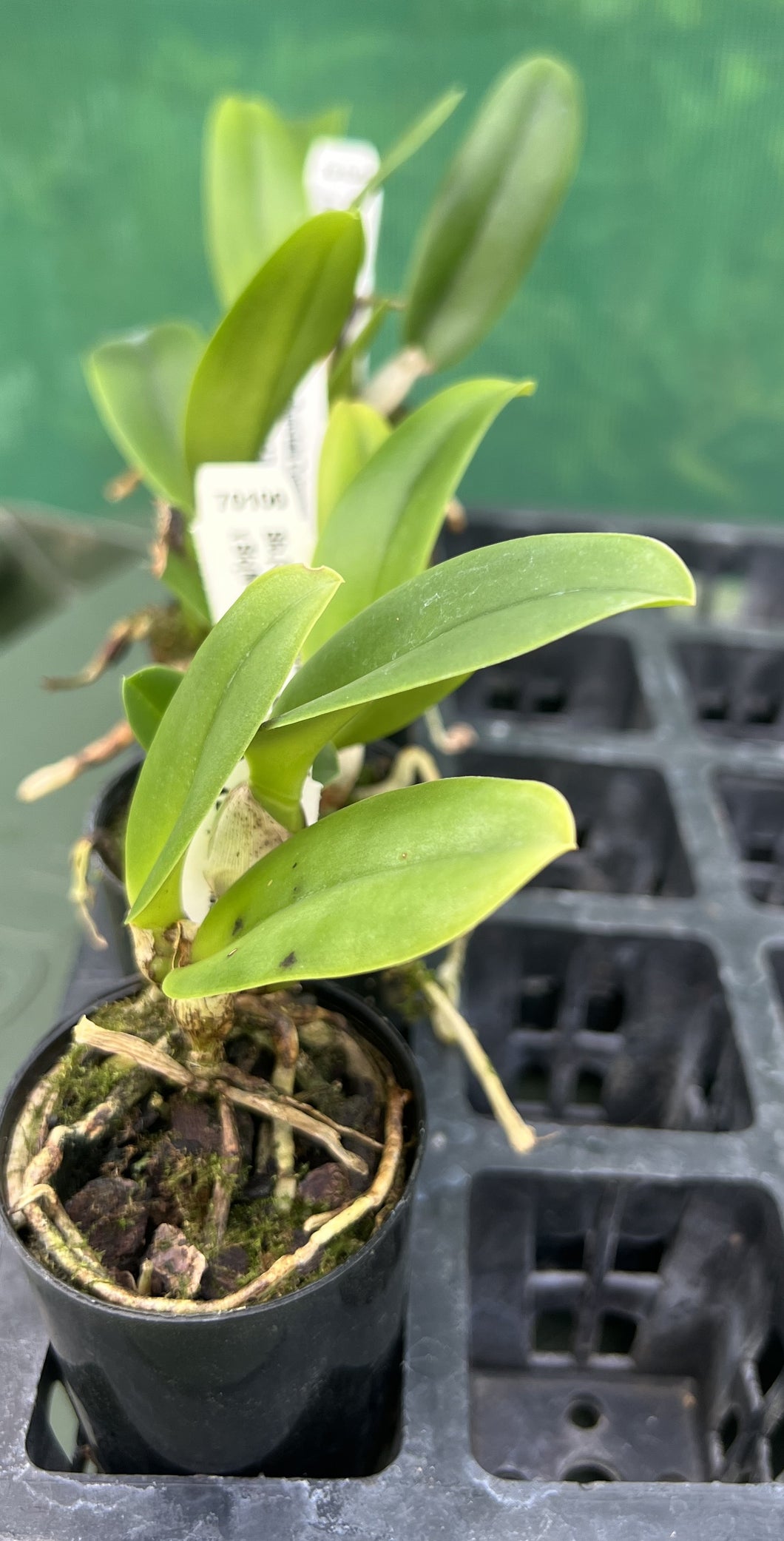 Orchid Seedling  50mm Pot Size - Cattleya (Sunstate Colorchart x Golden Canefields) x (Mount Isa x Glenn Maidment)