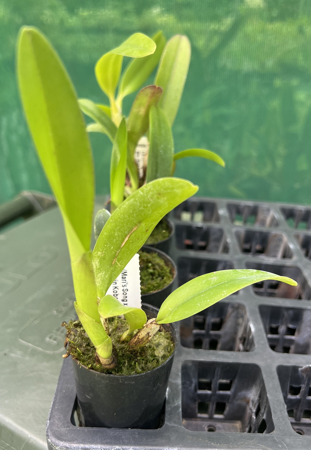 Orchid Seedling  50mm Pot Size - Cattleya (Mari's Song x Susan Holcombe) x (Erin Kobayasahi x Pokai Tangerine)