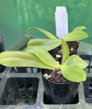 Load image into Gallery viewer, Orchid Seedling 50mm Pot Size - Phalaenopsis Orchid World &#39;Ching Hua&#39;
