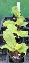 Load image into Gallery viewer, Orchid Seedling 50mm Pot Size - Phalaenopsis Hawaii Dragon Girl &#39;Peter#3&#39; x Zheng Min Neon
