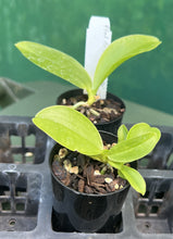 Load image into Gallery viewer, Orchid Seedling 50mm Pot Size - Phalaenopsis fasciata &#39;Davo&#39; - species

