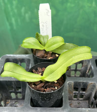 Load image into Gallery viewer, Orchid Seedling 50mm Pot Size - Phalaenopsis violacea indigo x sib &#39;#22 x SG864&#39;  - Species
