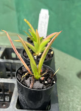 Load image into Gallery viewer, Orchid Seedling 50mm Pot size - Oncidium Tolumnia Capalaba Prime Sunrise x Capalaba Queen &#39;Yum Yum&#39;
