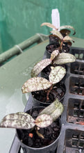 Load image into Gallery viewer, Orchid Seedling 50mm Pot Size - Phalaenopsis celebensis  - Species

