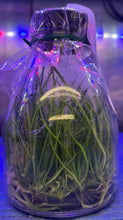 Load image into Gallery viewer, Flask - Cattleya Leptotes bicolor x sib (&#39;US 4N&#39; x &#39;BR 4N&#39;) - Species
