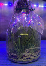 Load image into Gallery viewer, Flask - Cattleya Leptotes bicolor x sib (&#39;US 4N&#39; x &#39;BR 4N&#39;) - Species
