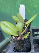 Load image into Gallery viewer, Orchid Seedling 50mm Pot Size - Phalaenopsis Chiada Fiona
