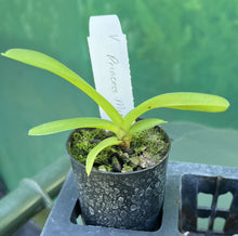 Load image into Gallery viewer, Orchid Seedling 50mm Pot size - Vanda  Princess Mikasa Blue
