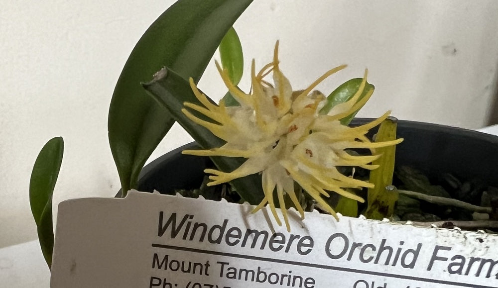 Flowering Size Plant - Bulbophyllum odoratissum  -species