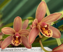 Load image into Gallery viewer, 70mm pot - Tropical Cymbidium Seedlings Mixed Colours/ varieties Lucky Dip
