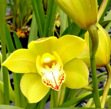 Load image into Gallery viewer, 70mm pot - Tropical Cymbidium Seedlings Mixed Colours/ varieties Lucky Dip
