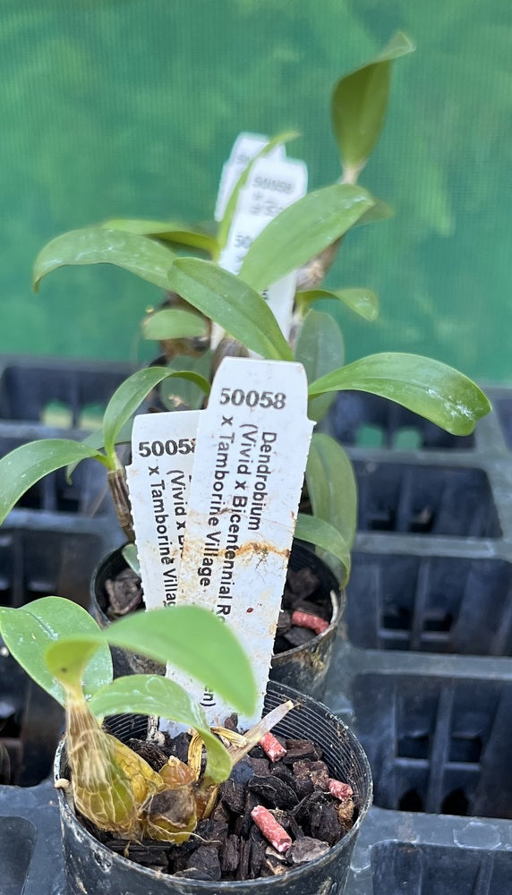 Orchid Seedling 50mm Pot size - Dendrobium (Vivid x Bicentennial Rose x Ellen) x Tamborine Village  - Australian Native