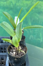 Load image into Gallery viewer, Orchid Seedling  50mm Pot Size - Cattleya Mari&#39;s Love &#39;Taka&#39; x Ching Sun Smile
