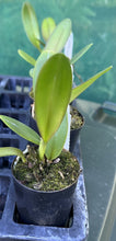 Load image into Gallery viewer, Orchid Seedling  50mm Pot Size - Cattleya George King &#39;Serendipity&#39;
