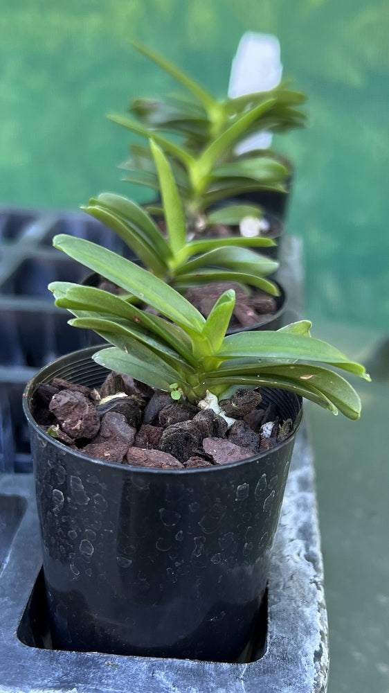 Orchid Seedling 50mm Pot size  Renanthera citrina  species