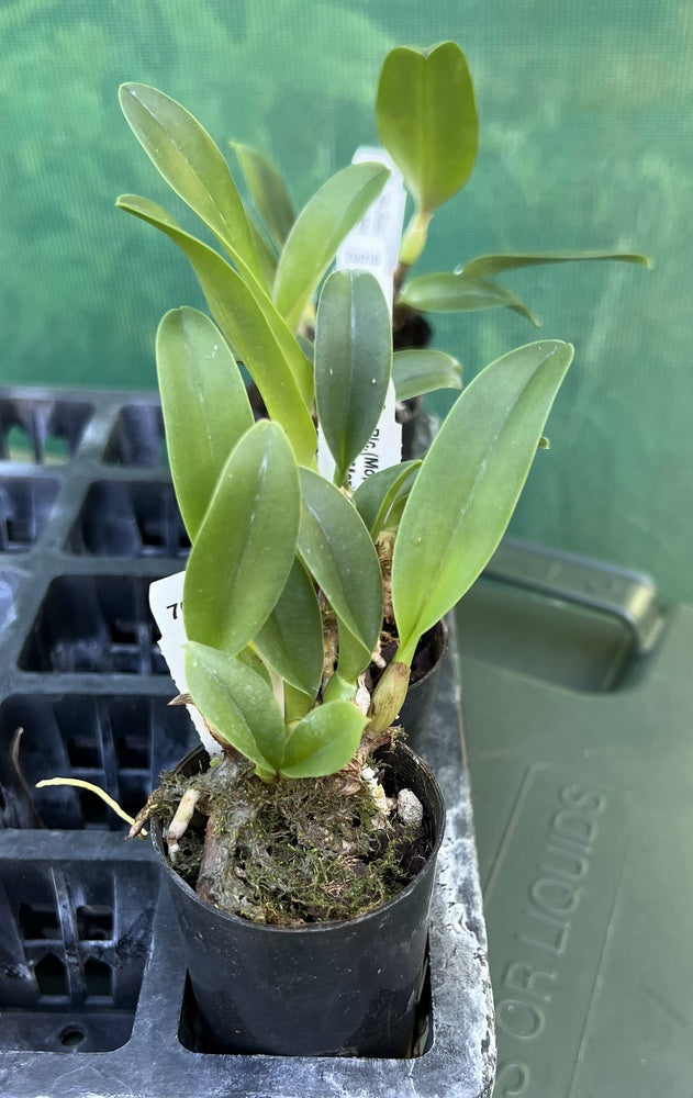 Orchid Seedling  50mm Pot Size - Cattleya (Momilani Rainbow x Magic Melody) x (Mari's Song x Glenn Maidment)