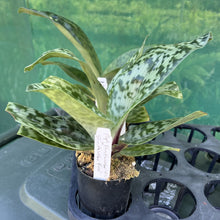 Load image into Gallery viewer, Flowering Size Orchid - Paphiopedilum Shun Fa Weber Puli x Shun Fa Weber Flag
