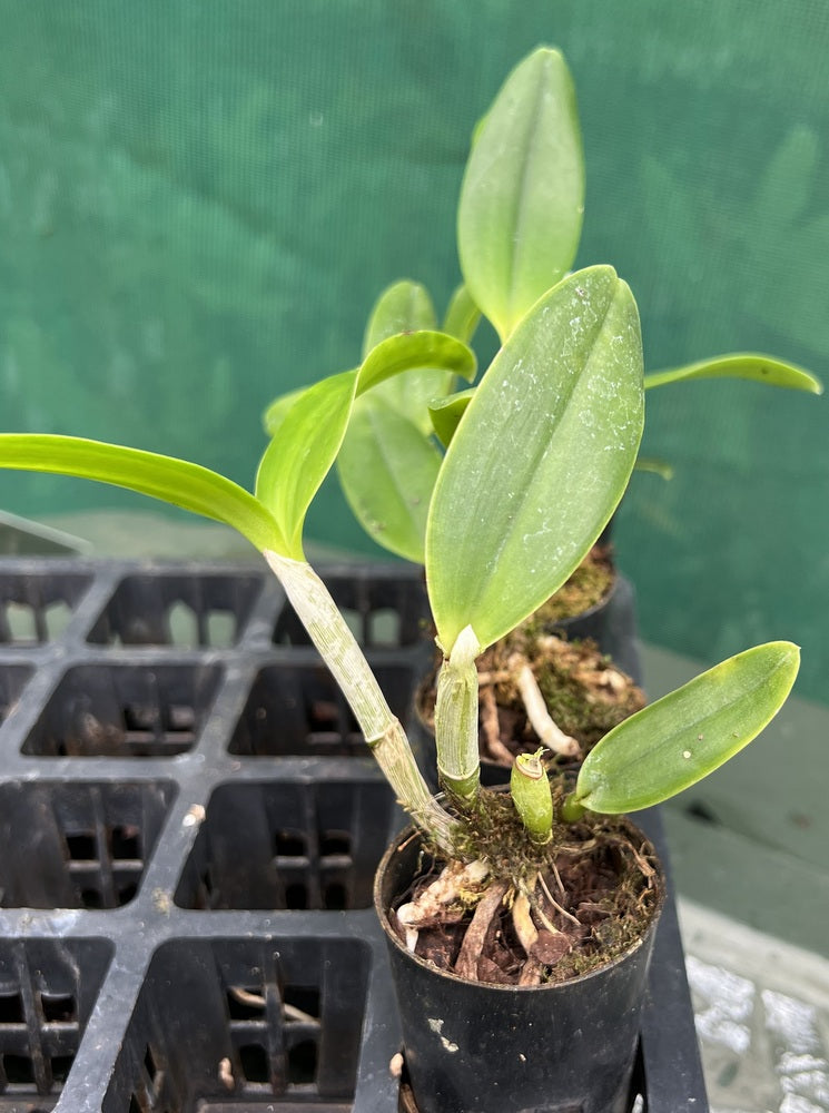 Orchid Seedling  50mm Pot Size - Cattleya Lulu alba x (Hawaiian Passion x intermedia) x tigrina 'Burleigh Dark'