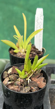 Load image into Gallery viewer, Orchid Seedling 50mm Pot size - Oncidium Tolumnia Capalaba Sensation x Capalaba Sun
