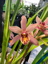 Load image into Gallery viewer, 70mm pot - Tropical Cymbidium Seedlings Mixed Colours/ varieties Lucky Dip
