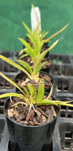 Load image into Gallery viewer, Orchid Seedling 50mm Pot size - Oncidium Tolumnia Asternova Sunspot x Willowbank Flash &#39;Pink Gold&#39;
