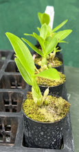 Load image into Gallery viewer, Orchid Seedling 50mm Pot size - Dendrobium Red Emperor Prince x Superstar Dandy softcane
