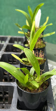 Load image into Gallery viewer, Orchid 50mm Pot Size - Oncidium Brown Sugar
