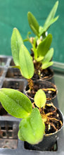 Load image into Gallery viewer, Orchid Seedling  50mm Pot Size - Cattleya Shinfong Little Sun
