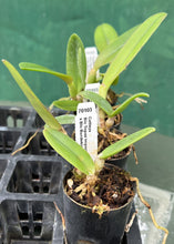 Load image into Gallery viewer, Orchid Seedling 50mm Pot size - Cattleya Topaz Impact x Burdekin News
