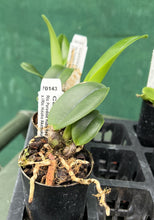 Load image into Gallery viewer, Orchid Seedling  50mm Pot Size - Cattleya Rlc Paradise Ruby Red
