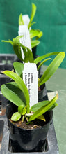 Load image into Gallery viewer, Orchid Seedling  50mm Pot Size - Cattleya Jhong Sin Panda &#39;Kinmen&#39; x Chantilly Lace &#39;Twinkle&#39;
