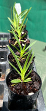 Load image into Gallery viewer, Orchid Seedling 50mm Pot size - Vanda falcata &#39;Red Jewel&#39; species
