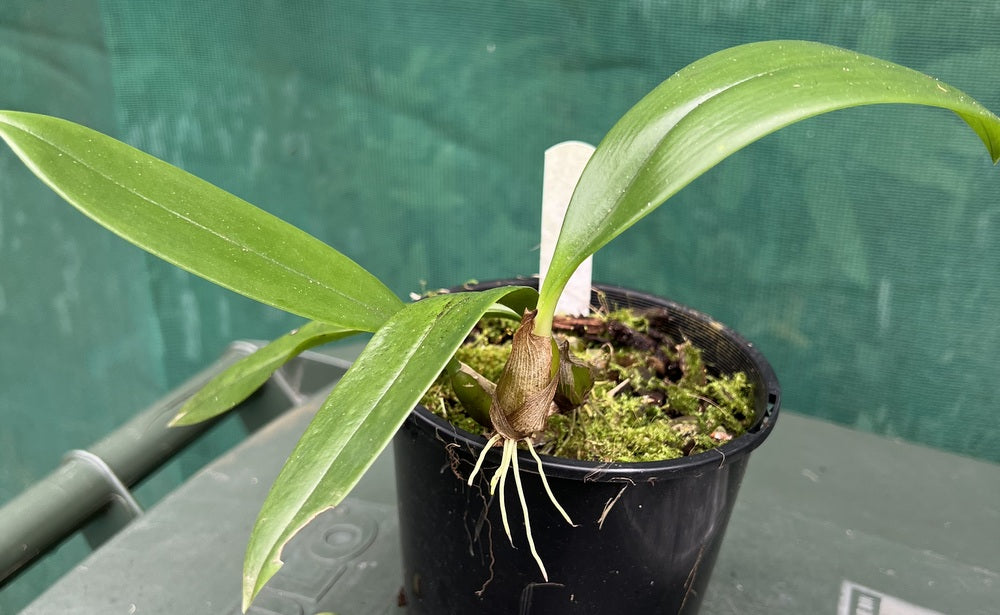Flowering Size Plant - Bulbophyllum longissimum -species