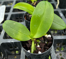 Load image into Gallery viewer, Orchid Seedling 50mm Pot Size - Phalaenopsis equestris alba - Species
