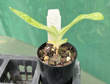 Load image into Gallery viewer, Orchid Seedling 50mm Pot Size - Paphiopedilum Doya Atian Mirage x Red Shift

