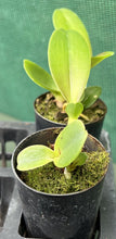 Load image into Gallery viewer, Orchid Seedling  50mm Pot Size - Cattleya Siam Red

