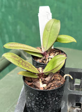 Load image into Gallery viewer, Orchid Seedling 50mm Pot Size - Phalaenopsis chibae  - Species
