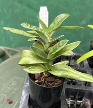 Load image into Gallery viewer, Orchid Seedling 50mm Pot Size - Paphiopedilum Red Shift x Impulse
