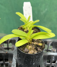 Load image into Gallery viewer, Orchid Seedling 50mm Pot size - Vanda Dr Anek x Kulvadee Fragrant Red
