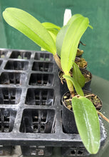 Load image into Gallery viewer, Orchid Seedling  50mm Pot Size - Cattleya Hsinying Anna &#39;Hsinying&#39;
