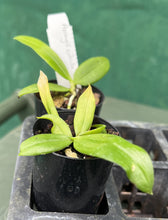 Load image into Gallery viewer, Orchid Seedling 50mm Pot size - Aerangis citrata  species
