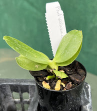 Load image into Gallery viewer, Orchid Seedling 50mm Pot Size - Phalaenopsis violacea coerulea x sib  - Species
