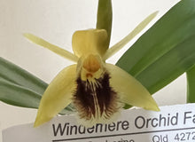 Load image into Gallery viewer, Flowering Size Plant - Coelogyne fimbriata species
