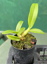 Load image into Gallery viewer, Orchid Seedling 50mm Pot size - Dendrobium Genting Royal
